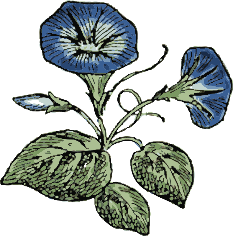 Similar Clip Art - Morning Glory Flower Vector (790x800)