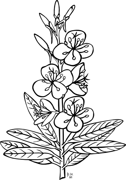 White Flower Clipart Flower Tree - Outline Pictures Of Flowers (420x599)