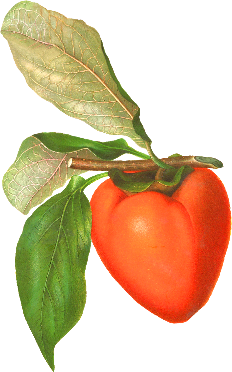 The Persimmon Fruit Image Is Stunning, And The Tree - Vintage Fruit Png (1087x1600)