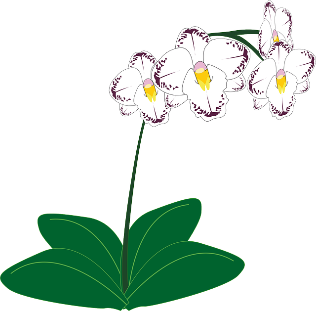 White Orchid, Flower, White - Clipart Orchid (640x629)