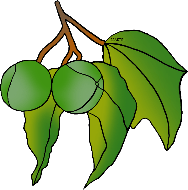 United States Clip Art By Phillip Martin, State Tree - Kukui Clip Art (648x644)