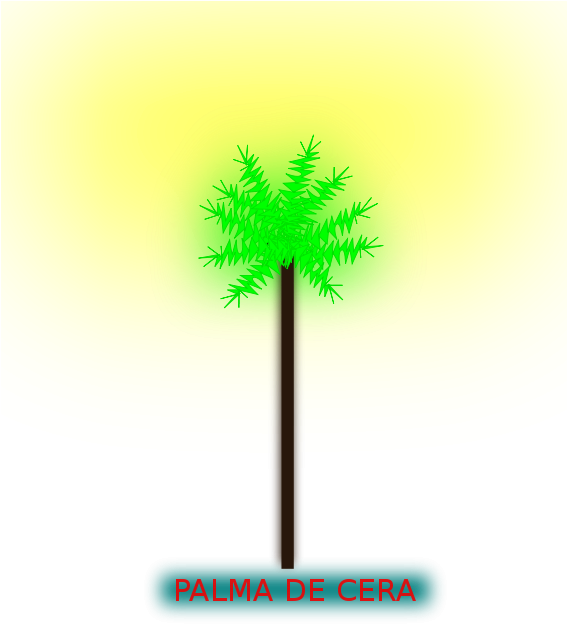 Palma De Cera Png Images - Sabal Palmetto (566x800)