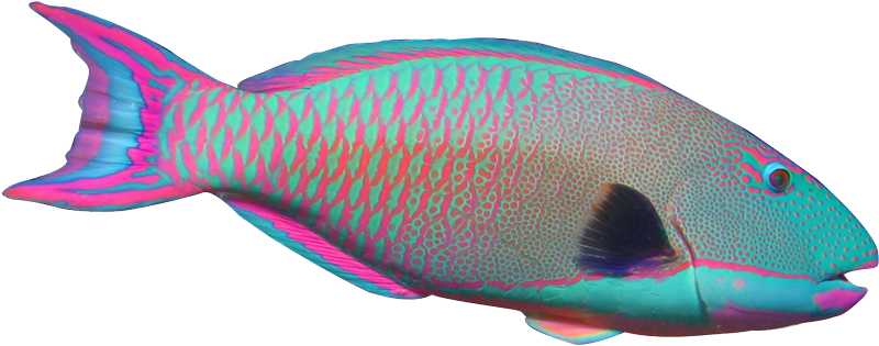 Clip Art Fish Realistic Clipart 85 Oi8mvd - Parrot Fish No Background (819x336)