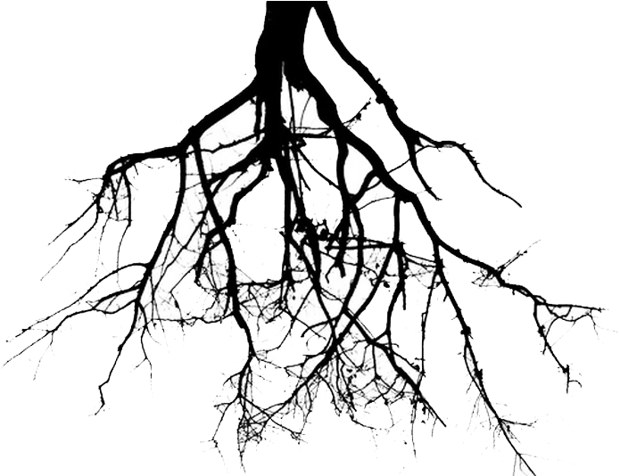 Roots Clipart Tree Png - Plant Roots Black And White (713x564)