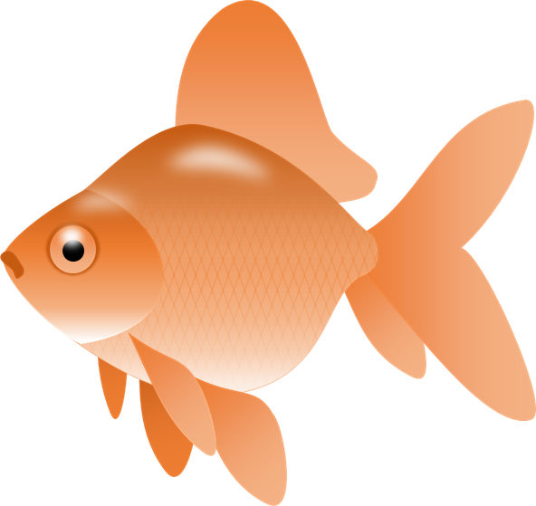 Smartness Gold Fish Clip Art Image Of Goldfish Clipart - Fish Clip Art Png Transparent (592x559)