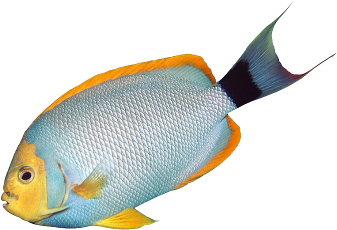 Angelfish Tropical Fish Bass Clip Art - Fish On Transparent Background (705x474)