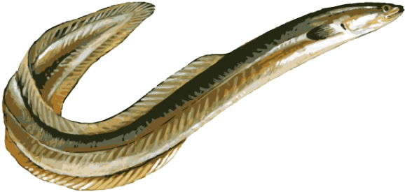 Free Clip Art Eel Images - Eel With No Background (639x341)