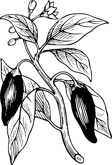 Capsicum Outline, Tree, Branch, Plant, Vine, Capsicum - Chilli Plant Animation Vector (435x640)