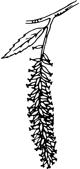 Outline, Tree, Branch, Plant, Vine, Catkin - Catkin Png (320x640)