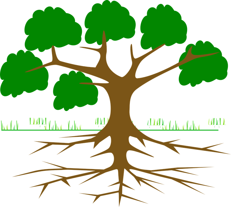 Tree Branches Root Eco Ecology Nature Plant - Environmental Movements In India (804x720)