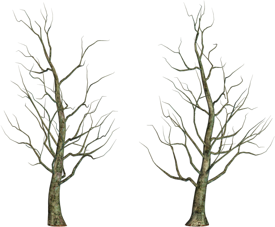Leafless Tree Png Images - Tree (1024x825)