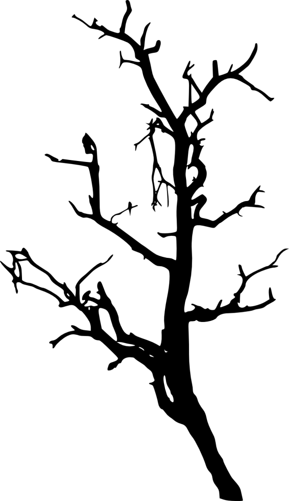 733 × 1500 Px - Tree (592x1024)