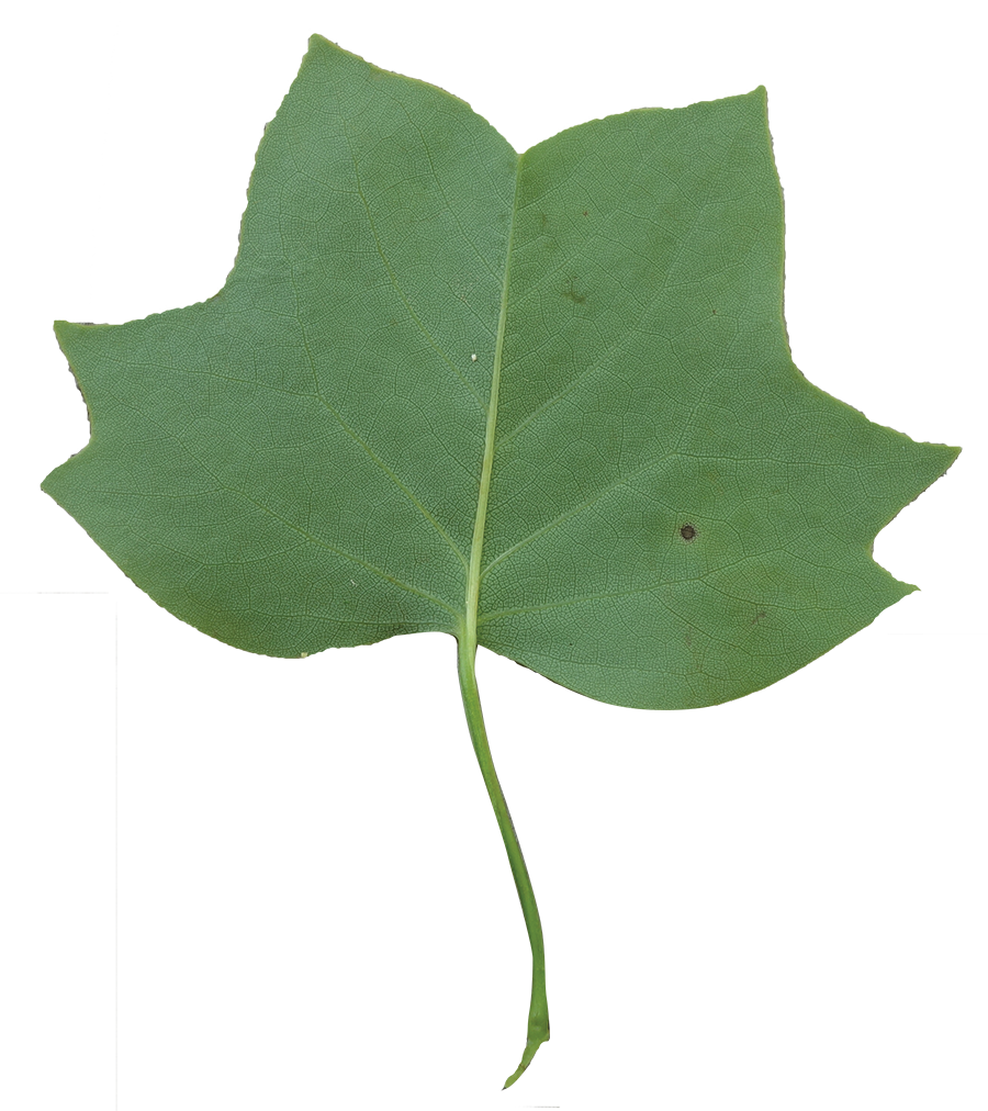 Leaf Clipart Tulip Tree - Tulip Poplar Leaf Tree (900x1012)