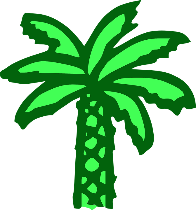 Palm Tree, Green, Beach, Banana Tree - Cartoon Palm Tree (671x720)