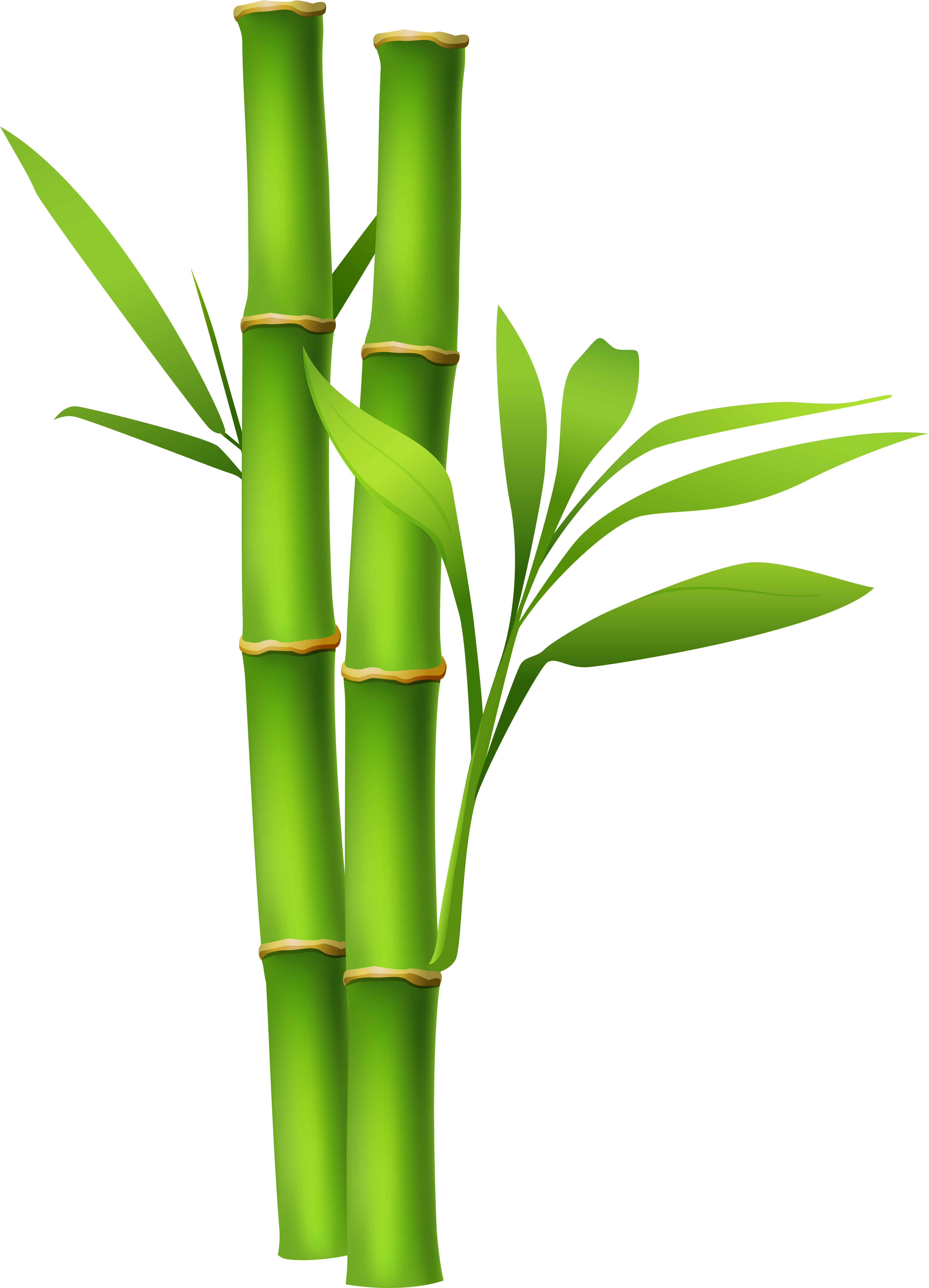 Bamboo Clipart Transparent - Bamboo Png (3849x5302)
