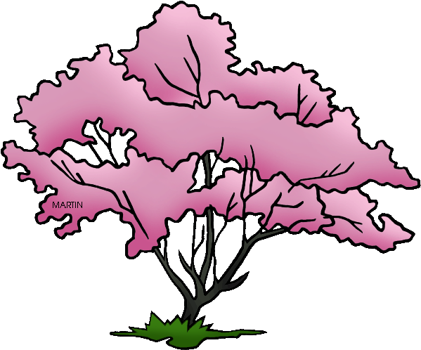 Missouri State Tree - Virginia State Tree Drawing (648x552)