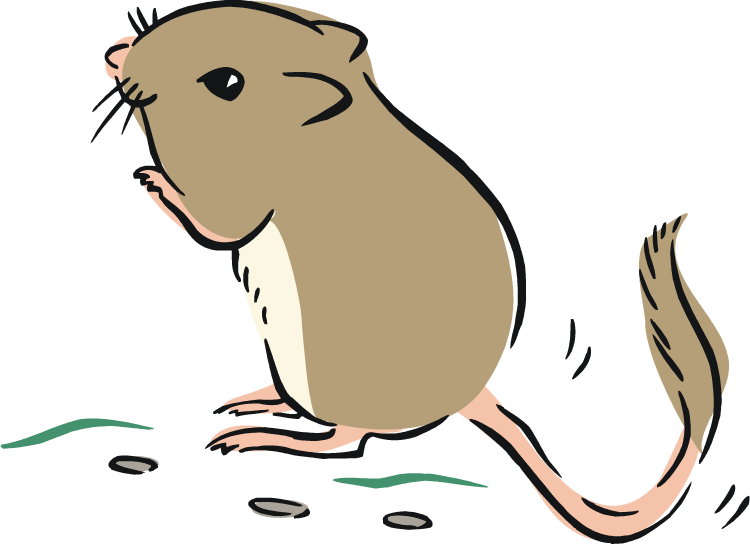 Rat Ox Tiger - Kangaroo Rat Clipart (750x545)