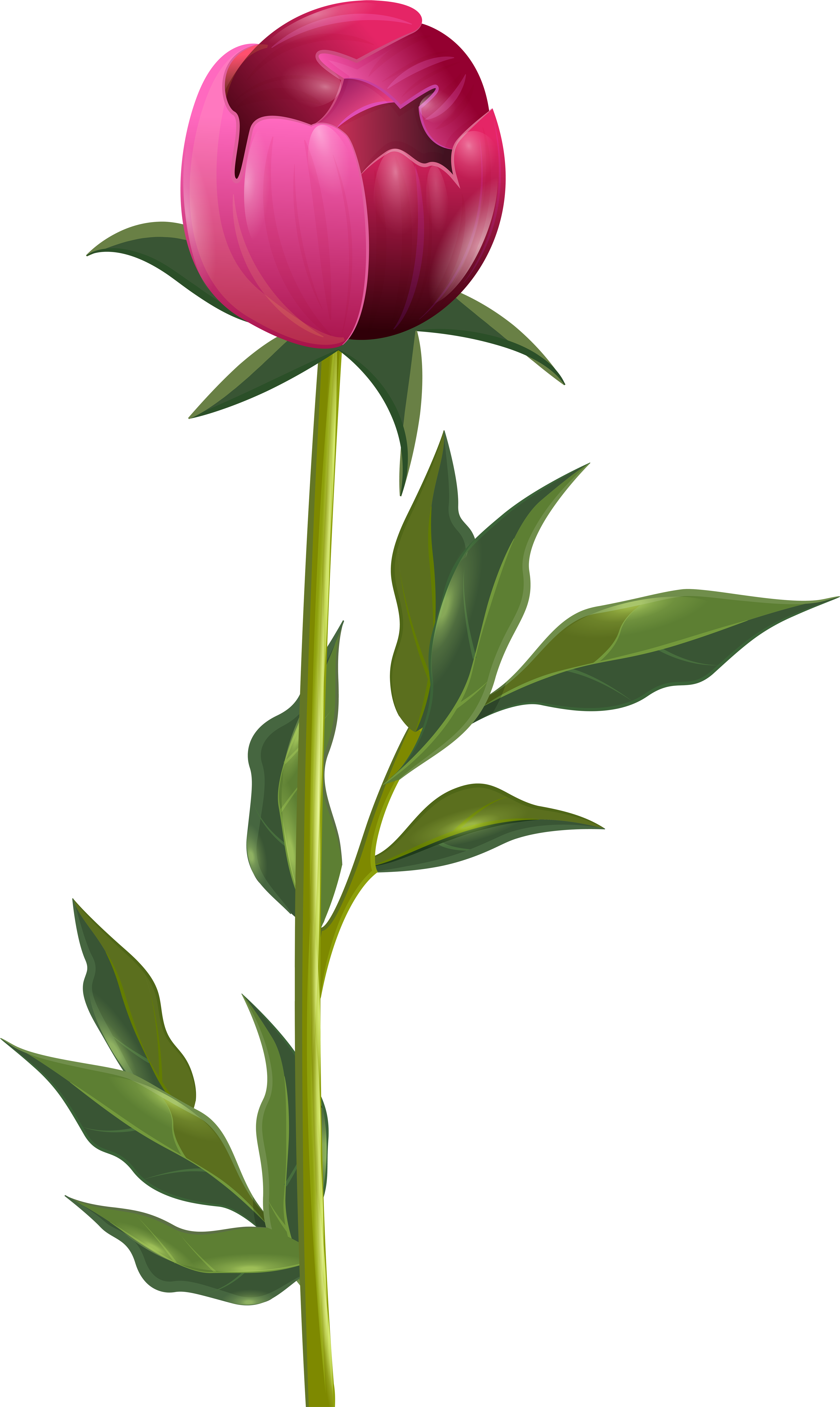Peony Png Clip Art Imageu200b Gallery Yopriceville - Peony Png (4880x8000)