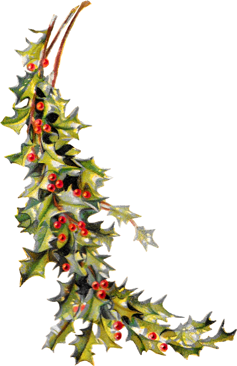 Christmas Holly Image Digital Clip Art Printable Crafting - Vintage Holly Png Transparent (1059x1600)