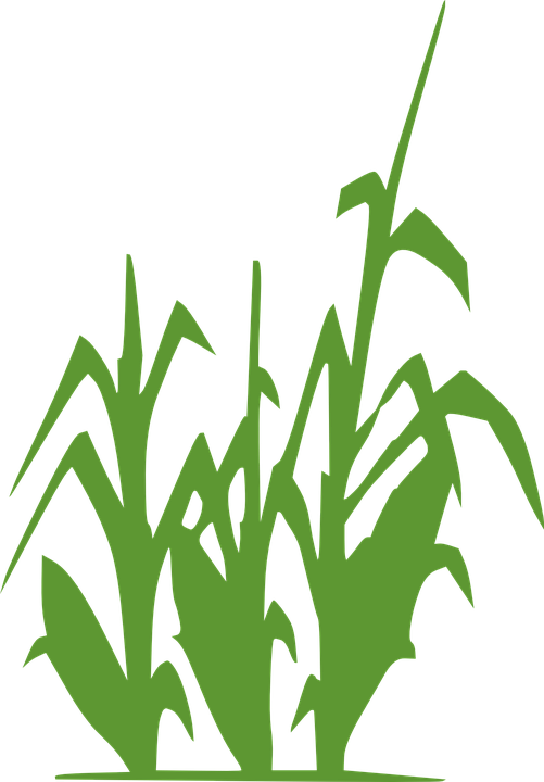 Corn Plant Green Wheat Agriculture Crop Field - Lacto-fermentation Of Human Excreta For Agricultural (501x720)