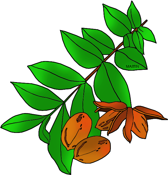 United States Clip Art By Phillip Martin Texas State - Texas State Tree Pecan (648x631)