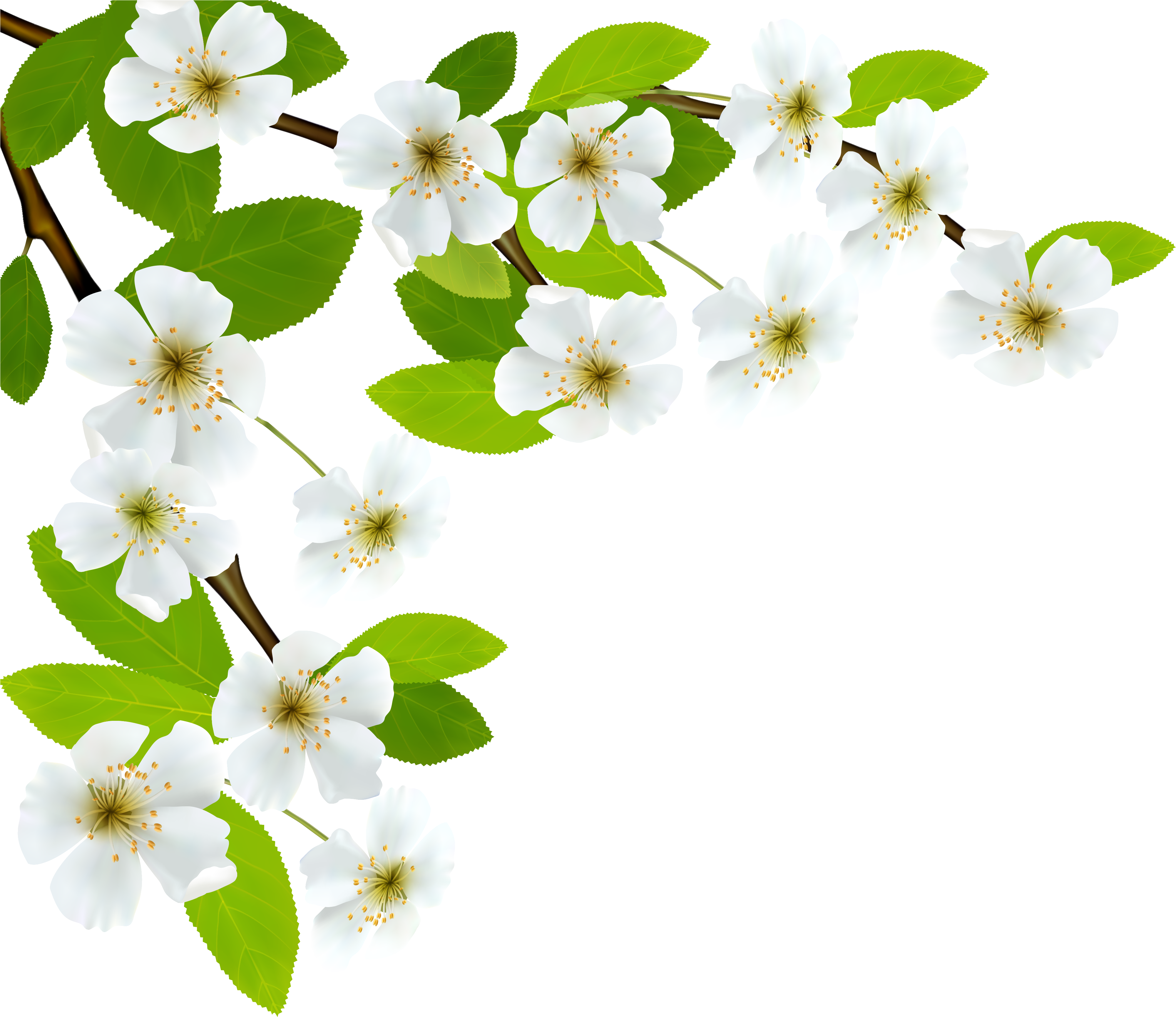 White Spring Branch Png Clipart Image - Branch Png Clipart (4088x3680)