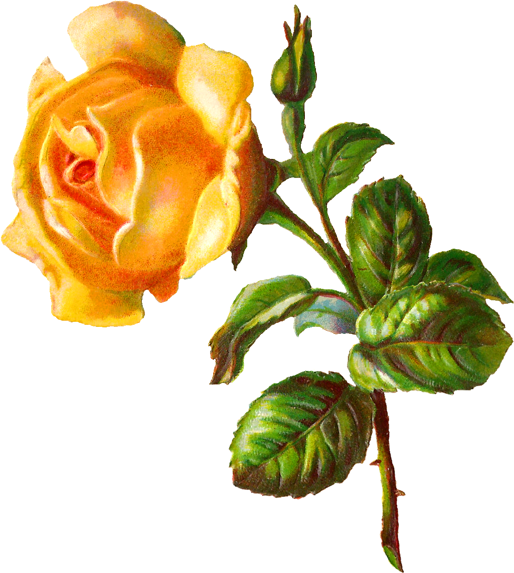 Digital Rose Clip Art - Floribunda (1106x1234)