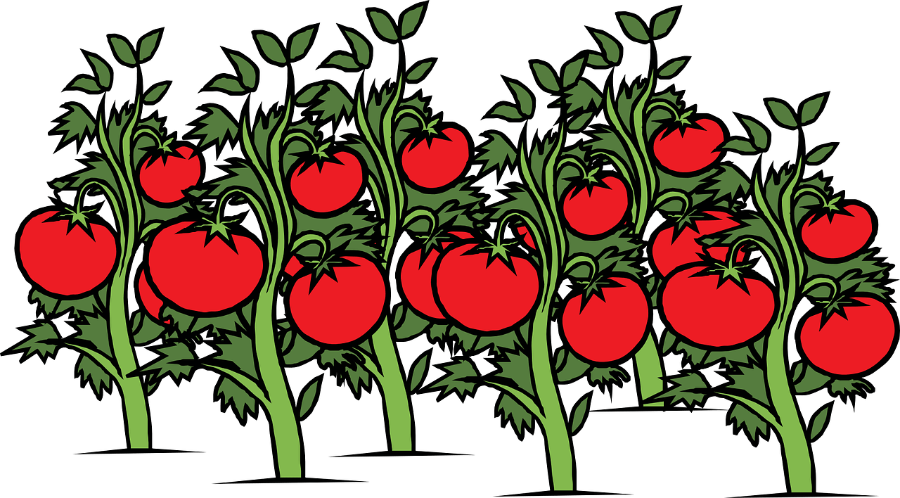Plant Cliparts - Tomato Garden Clipart (1280x708)