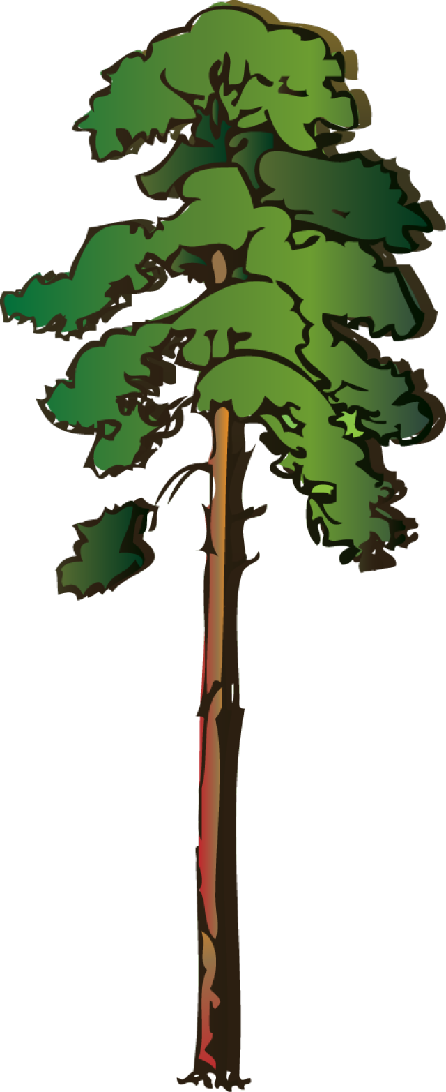 Tall Pine Tree Clipart - Red Wood Tree Clipart (640x1565)