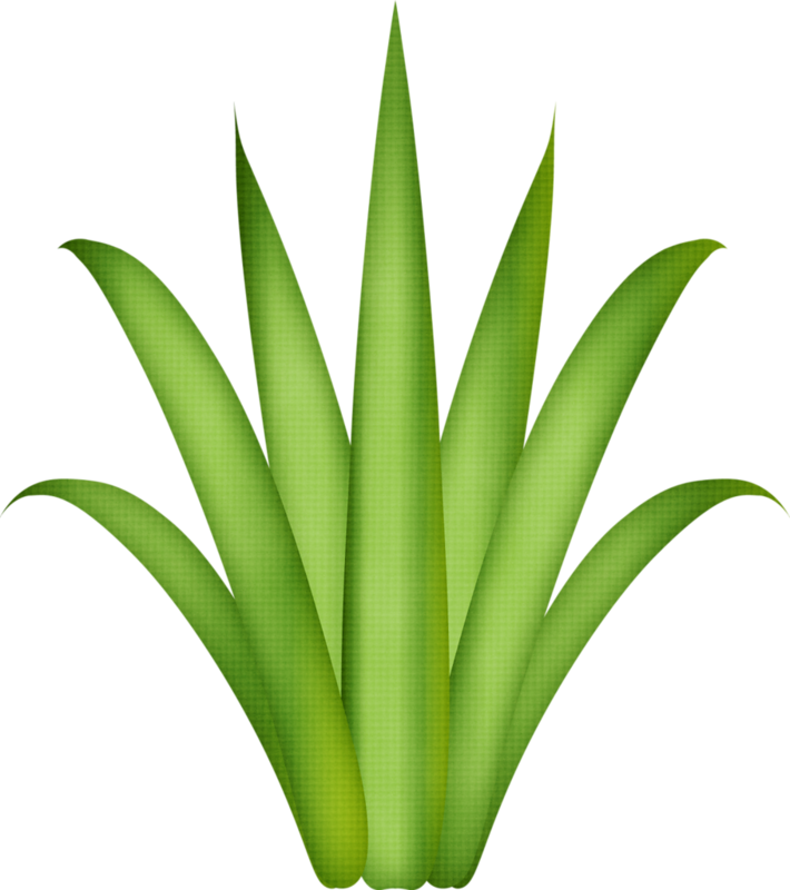 Drawing Treestree Drawingsflamingospaper Flowersgrassclip - Aloe Vera Plant Png (710x800)