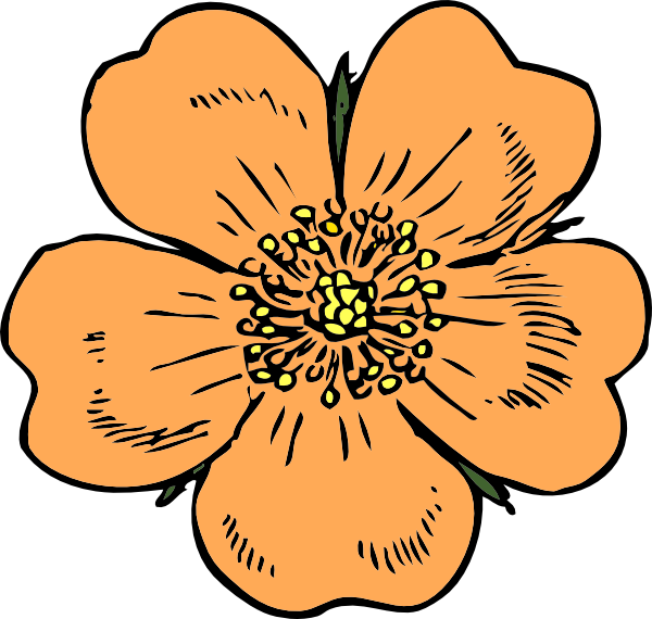 Peach Clip Art Free - Apple Blossom Flower Drawing (600x570)