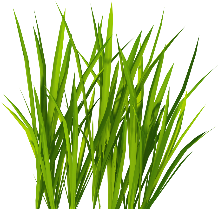 Grass Png Image, Green Grass Png Picture - Grass Png (1024x1024)