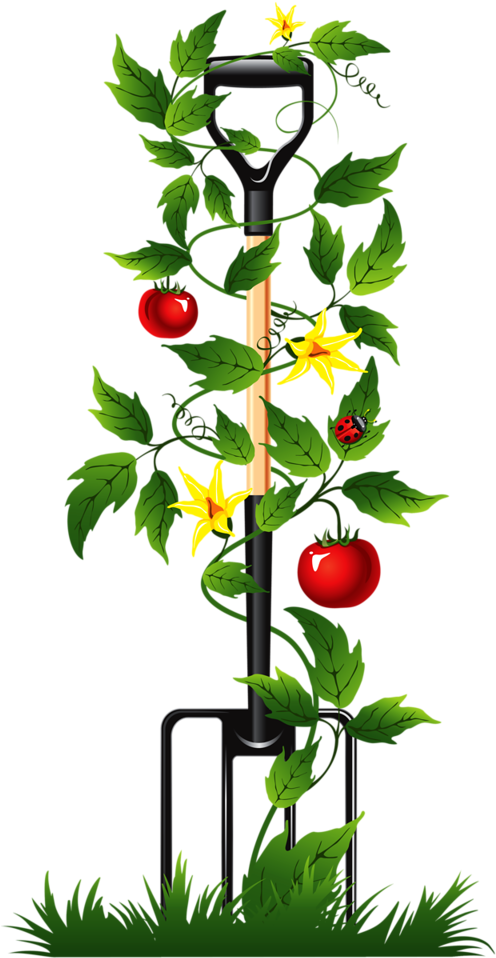 Album - Tomato Vine Vector Png (507x1024)