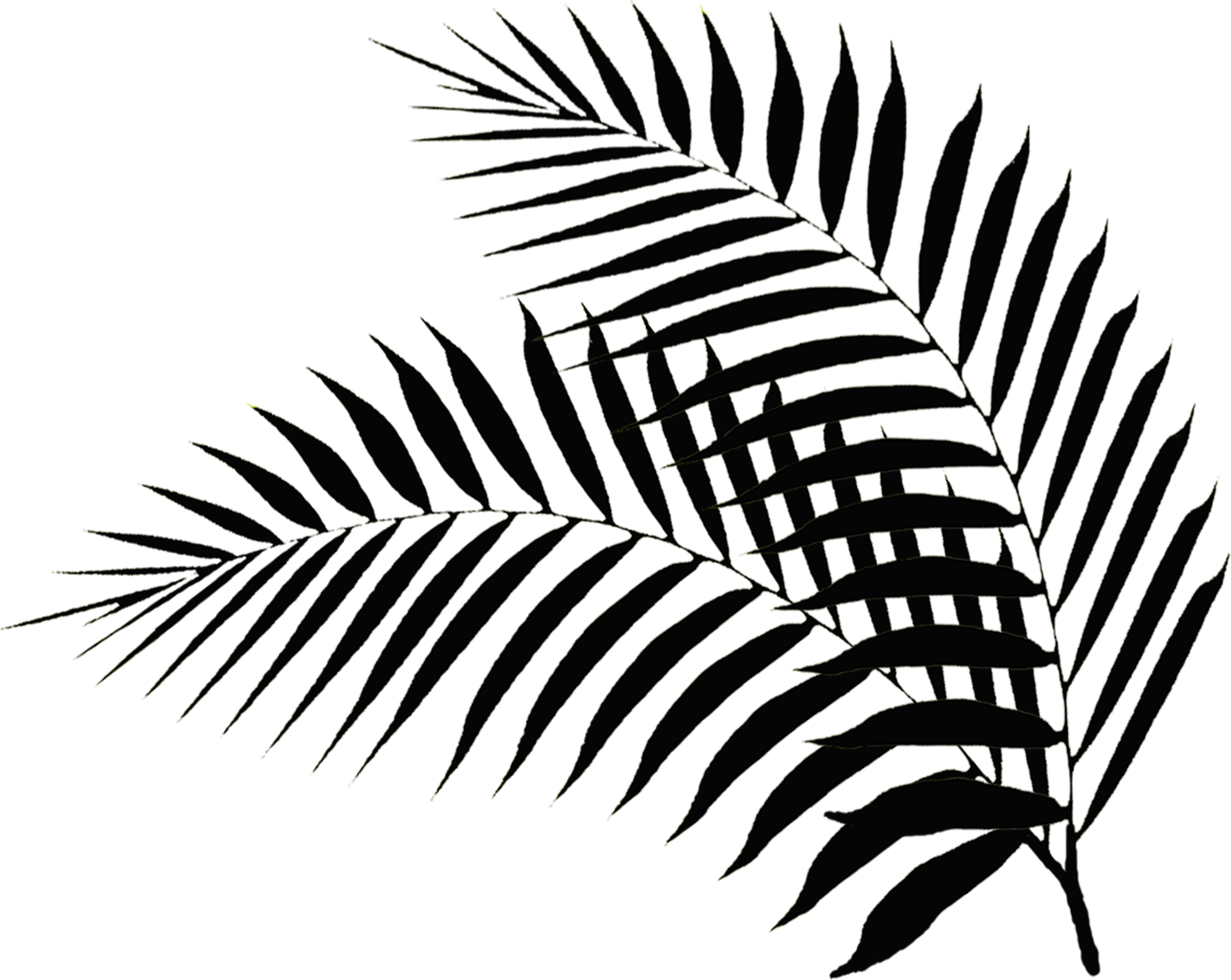 Palm Leaves - Black And White Palm Leaf Png (2227x1772)