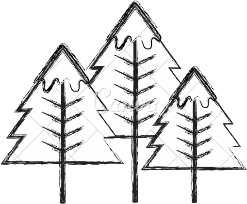Pine Tree - Tree (550x550)