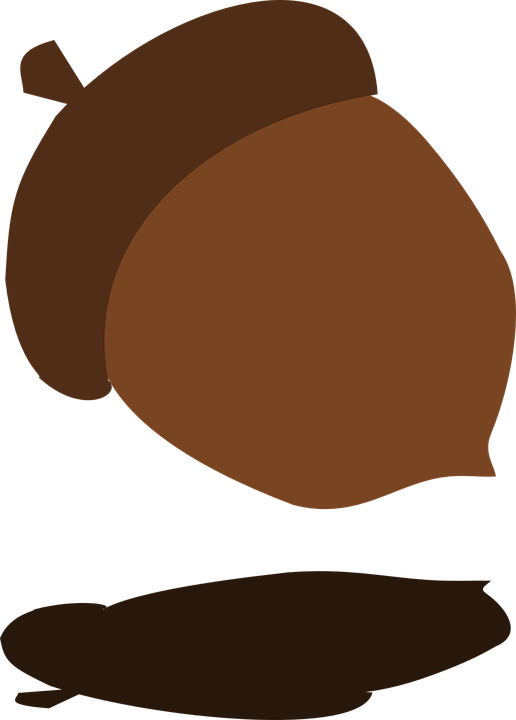 Fall Tree Acorn Shadow Falling Harvest Autumn - Acorn Falling From Trees Gif (516x720)