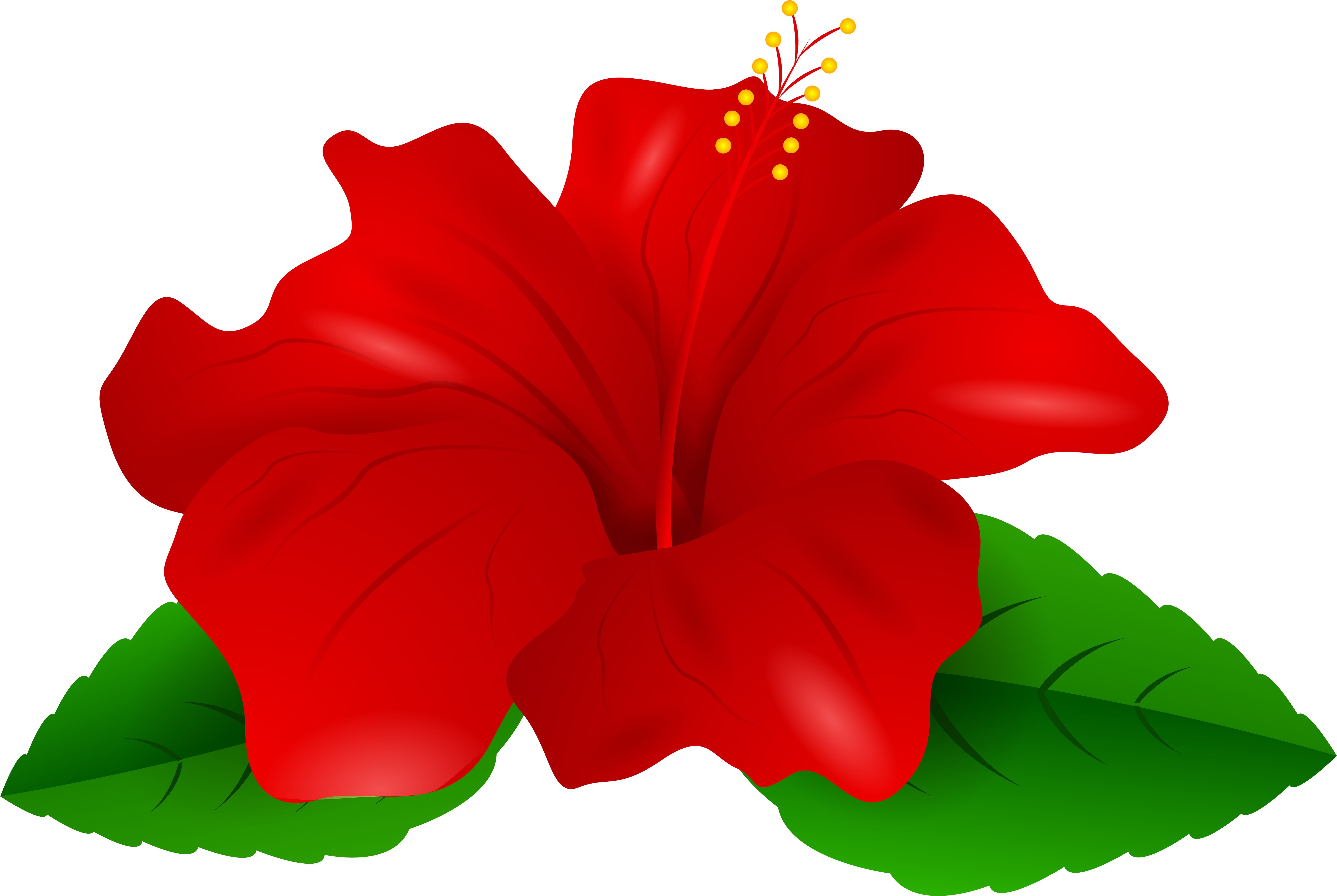 Hibiscus Clipart Red Hibiscus - Hibiscus Clipart (8000x5376)