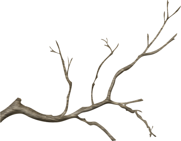 Wg-24 - Real Tree Branch Png (576x450)