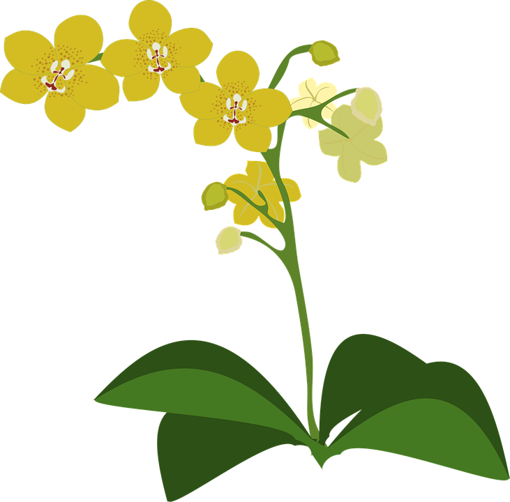 Clip Art Flor Flora Flower Nature Orchid Orchids - Spectacular Orchids: The Basics Of Growing Your Own (731x720)
