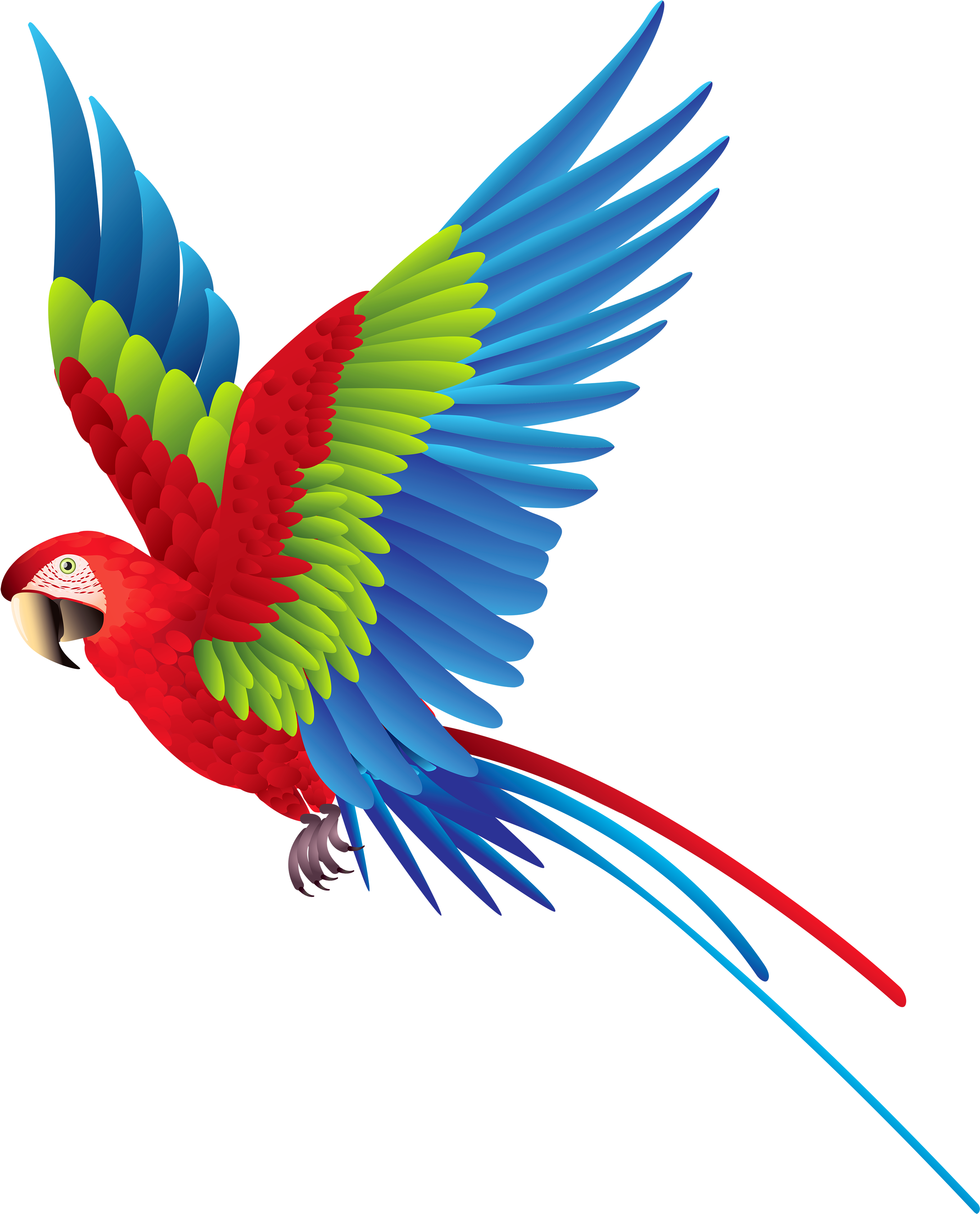 Colourful Parrot Png Clipart - Colorful Bird Png (3214x4000)