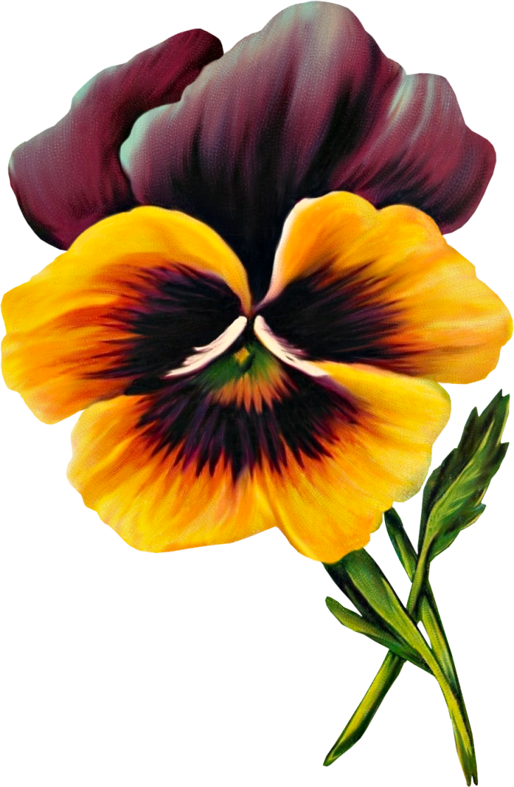 Free Vintage Pansy Graphic - Pansy (730x1117)