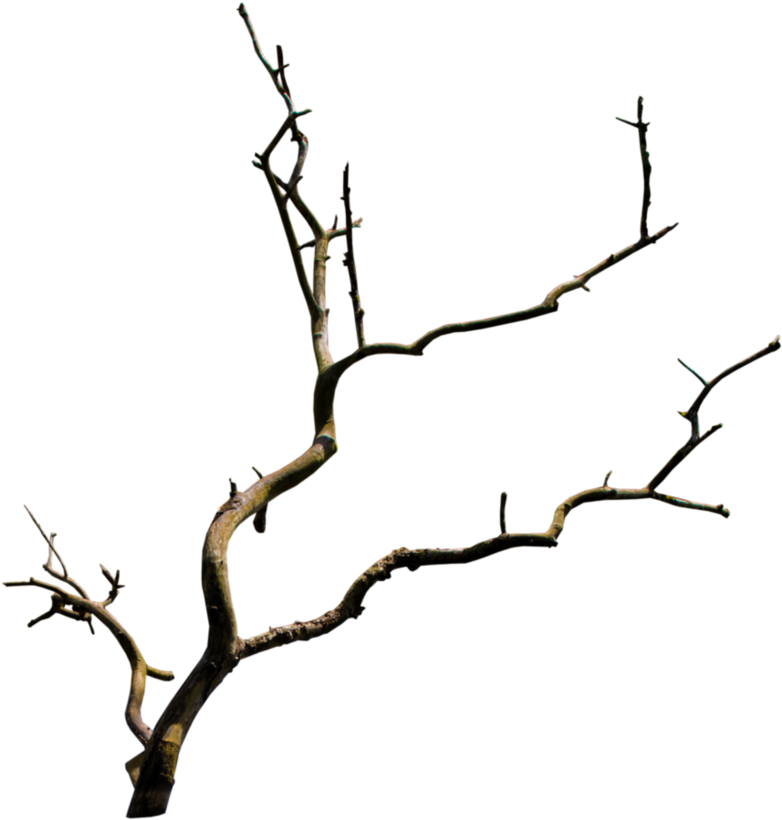 Branch Tree Clip Art - Branch Tree Clip Art (934x856)