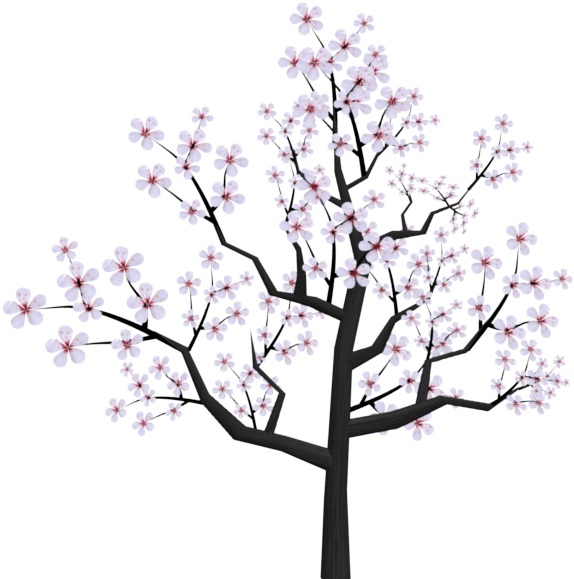 Drawn Sakura Blossom Transparent - Cherry Blossom Tree Png Drawing (800x600)