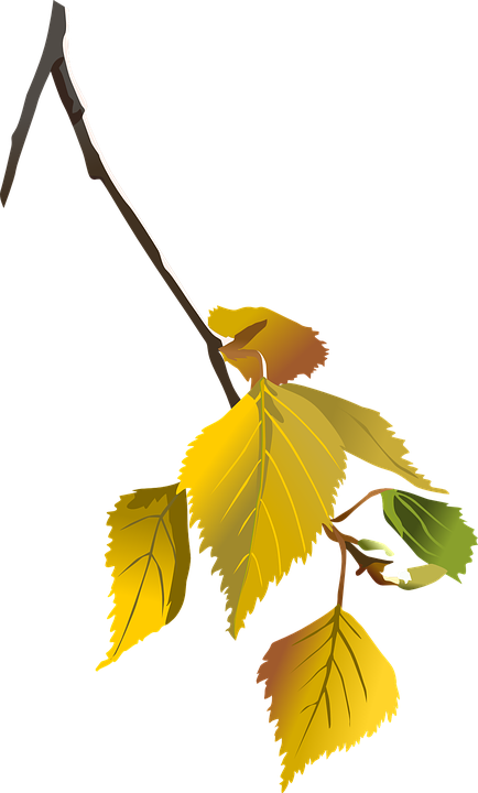 Tattoo - Autumn Leaves Tree Branch Png (434x720)