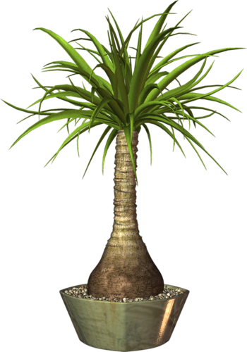 Album - Png Image For Pot Plant (350x500)
