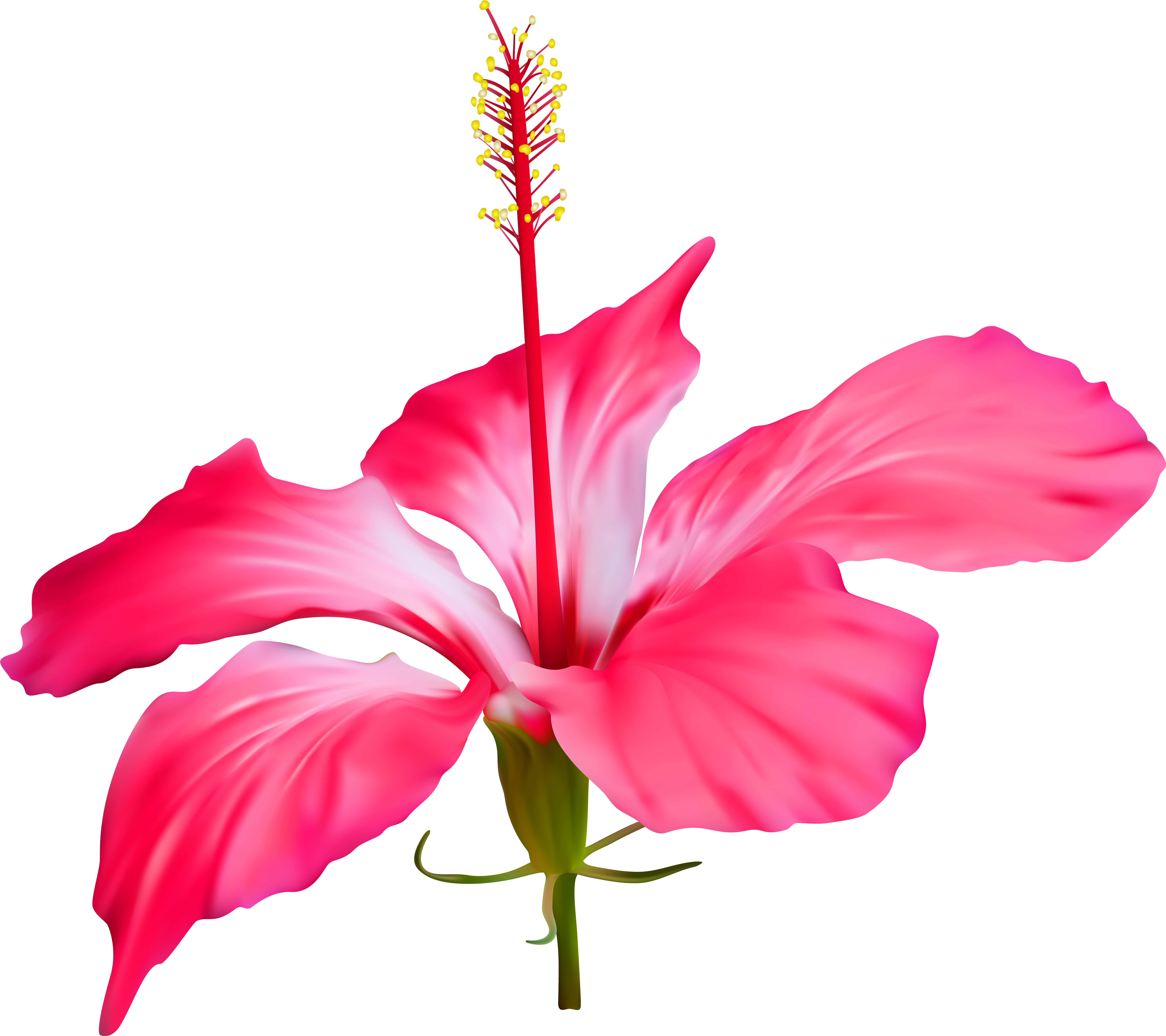 Shoeblackplant Floral Design Flower Petal Weighing - Hibiscus Flower Transparent Background (7000x6219)