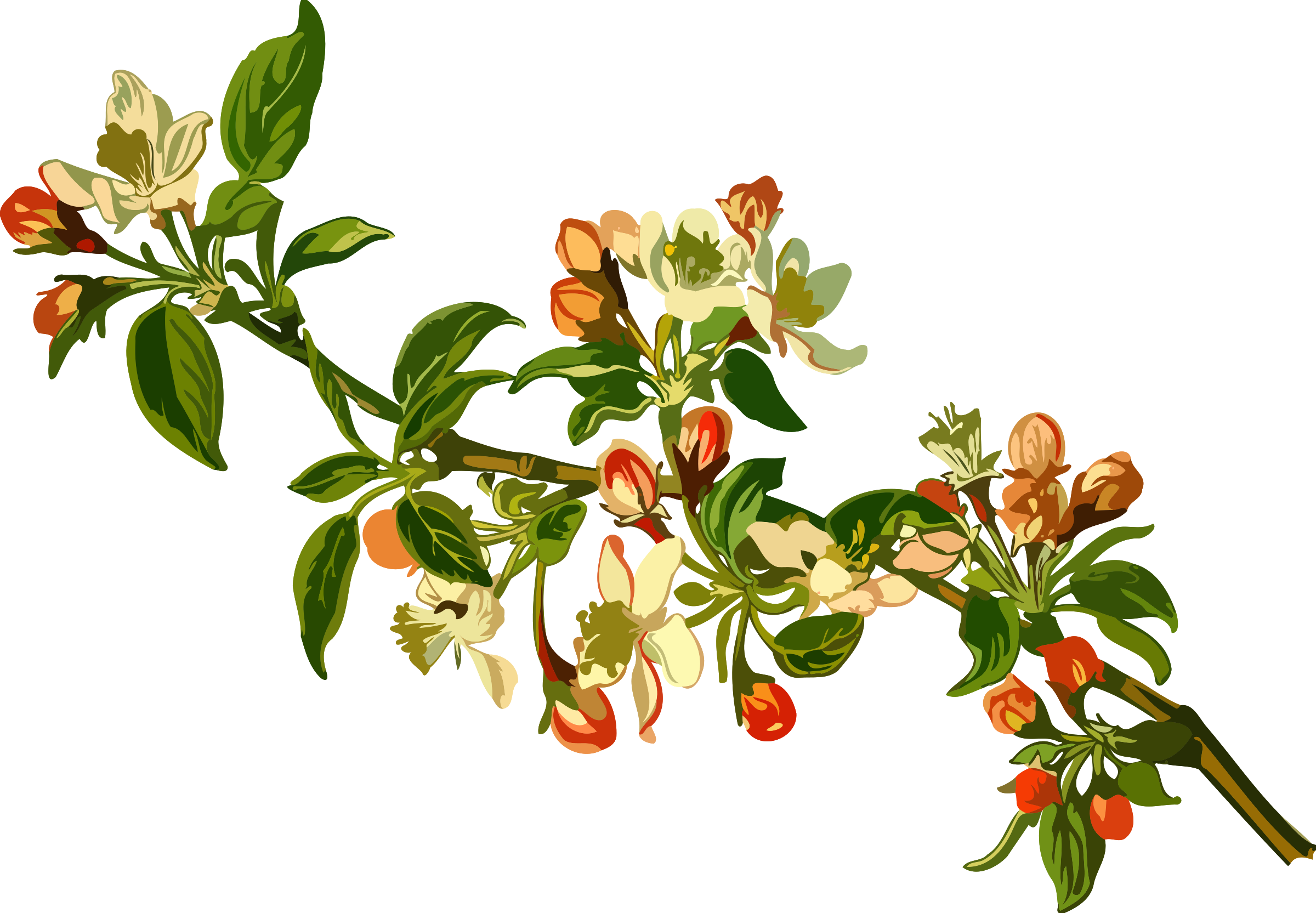 Apple Tree By @firkin, From A Drawing In 'medizinal - Apple Branch (2400x1665)