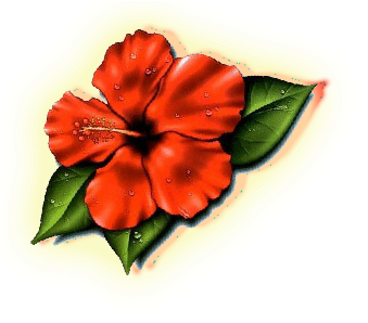 Hibiscus Flower Tattoos- High Quality Photos And Flash - Hibiscus Flower Tattoo (380x384)