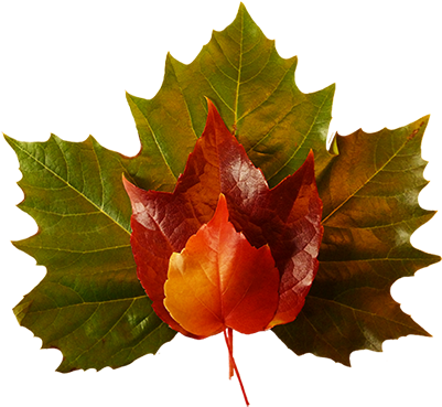 Fall Leaves Clip Art Small Red Yellow Leaf - Maple Leaf Green Png (413x368)