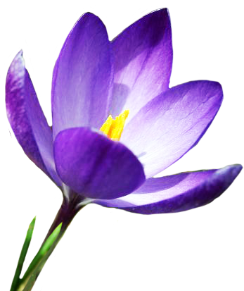 Blue Crocus In Spring - Early Spring Flowers Clipart (347x413)